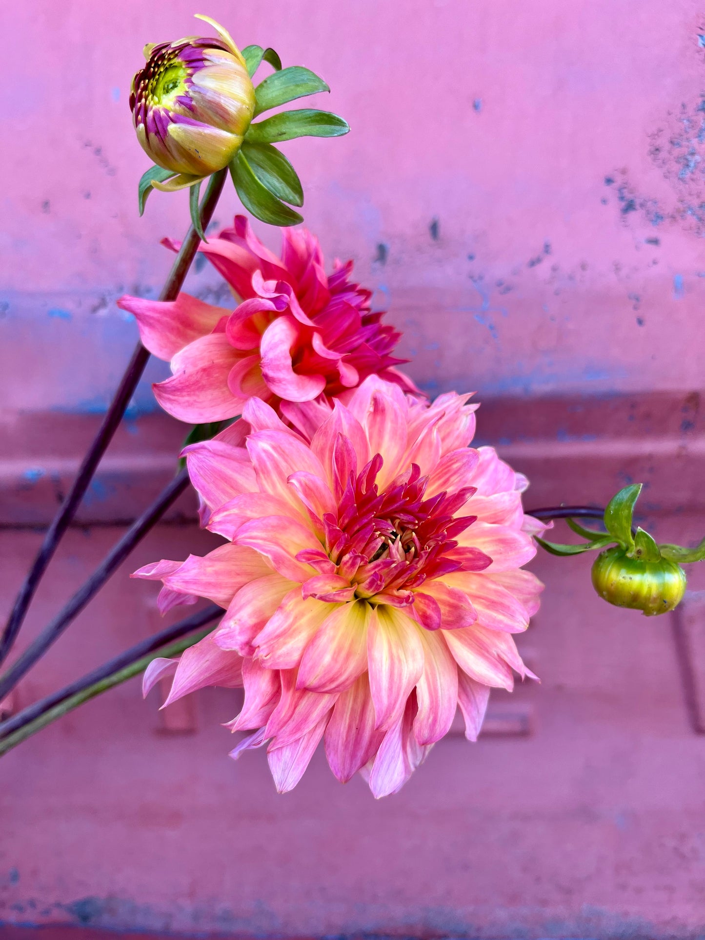 Just Peachy (Bulk Buy Bundle)