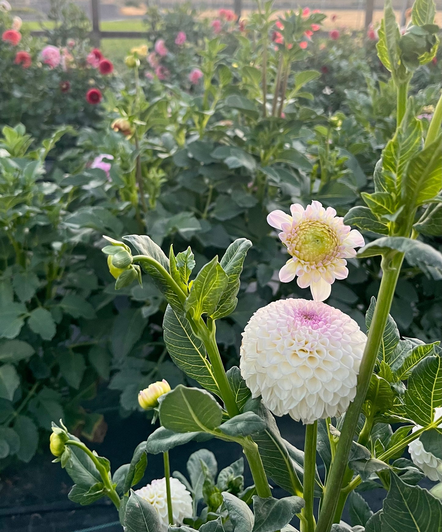 Hollyhill Miss White (Bulk Buy)