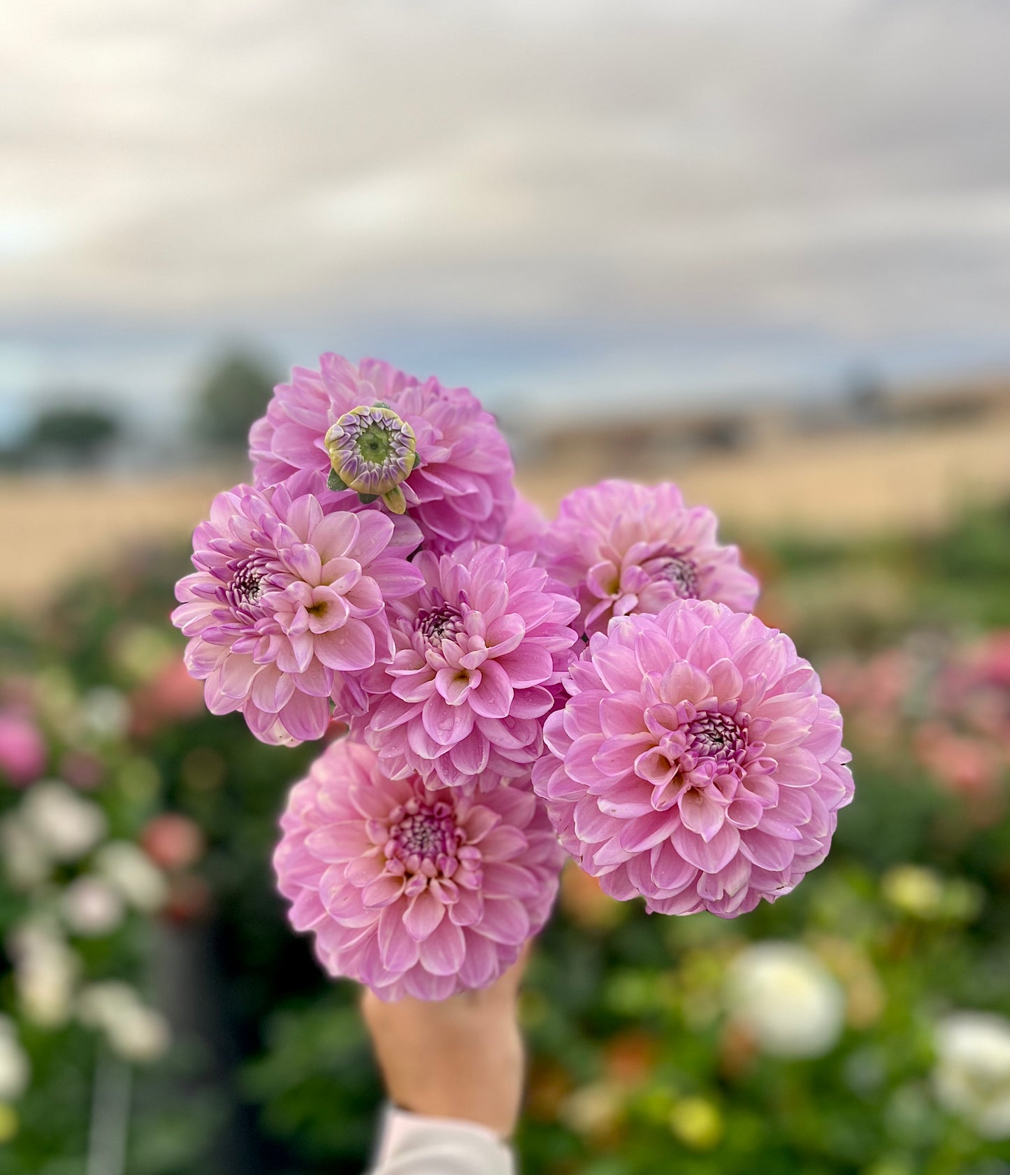 Marionberry Milkshake