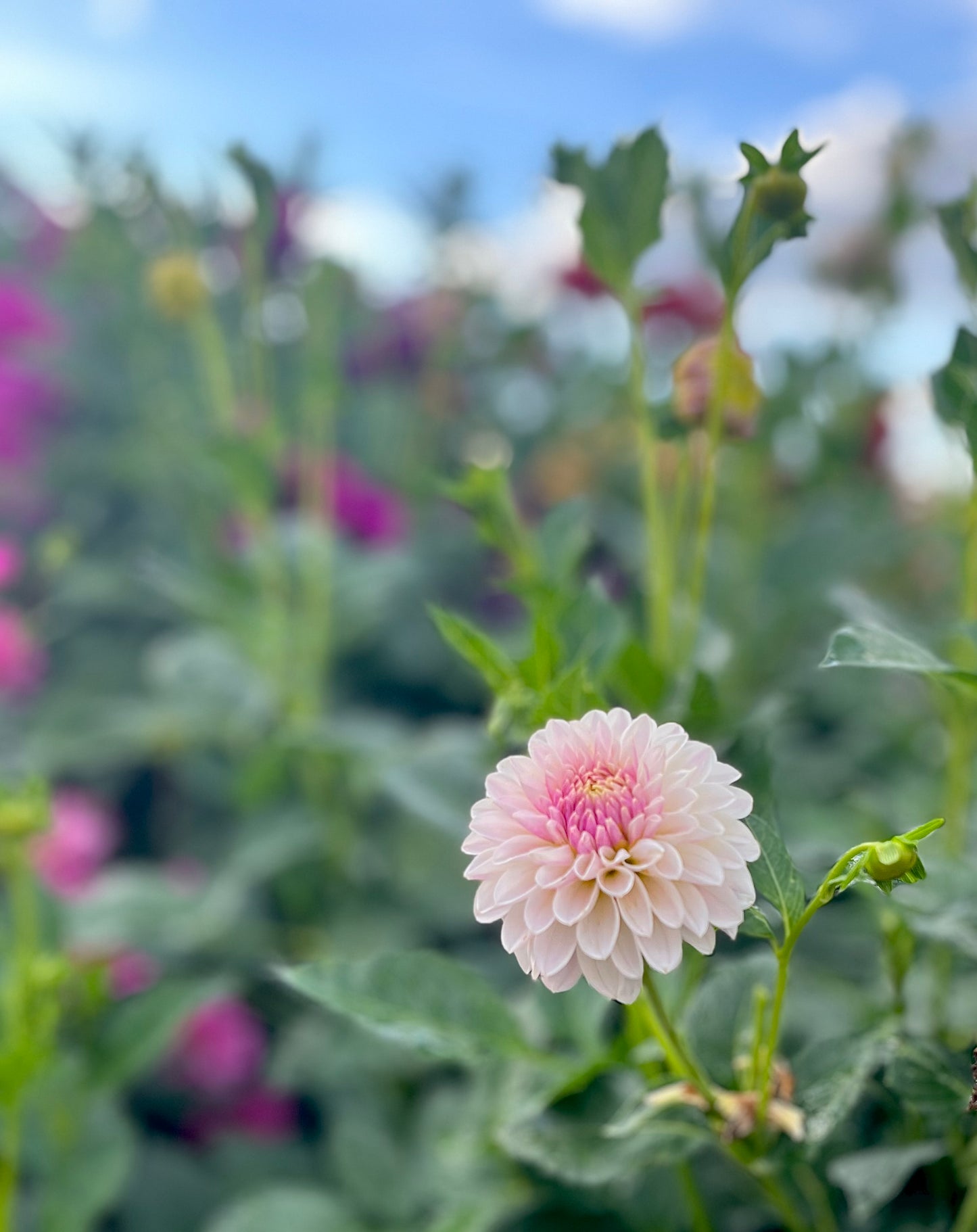 Tahoma Kelli (Bulk Buy Bundle)