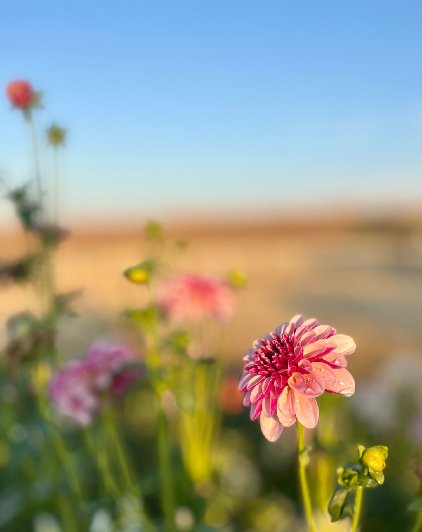 Salish Twilight Girl