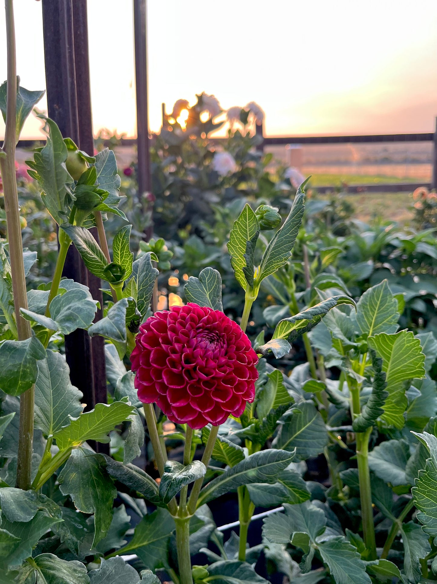 Cornel (Bulk Buy Bundle)