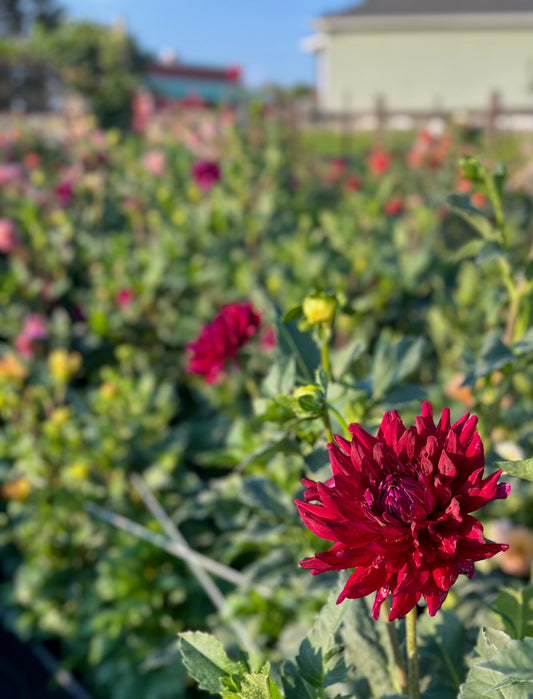 Hollyhill Black Beauty