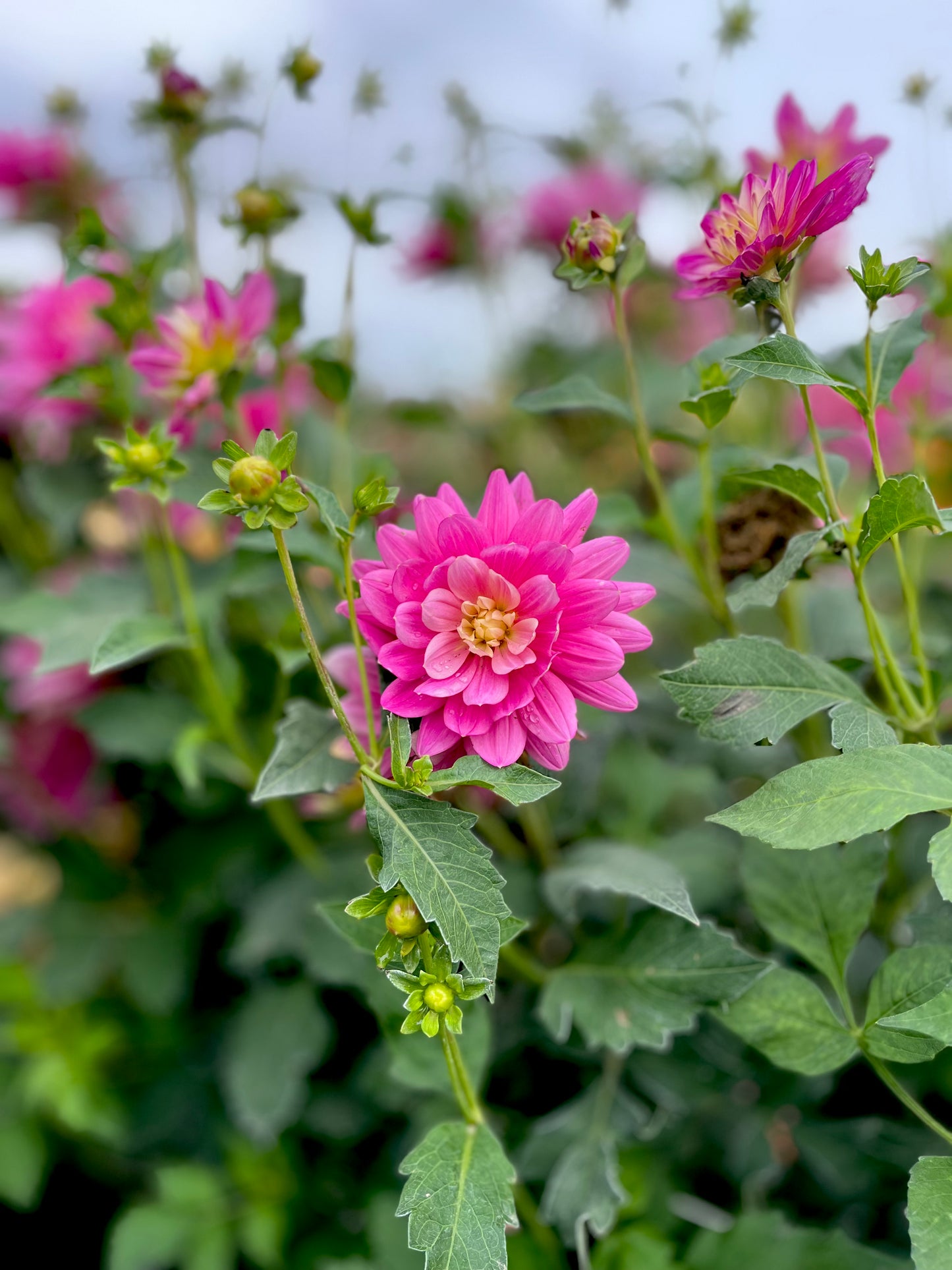 Hollyhill Pink Martini