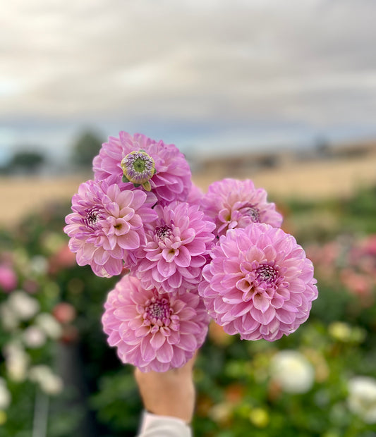 Marionberry Milkshake