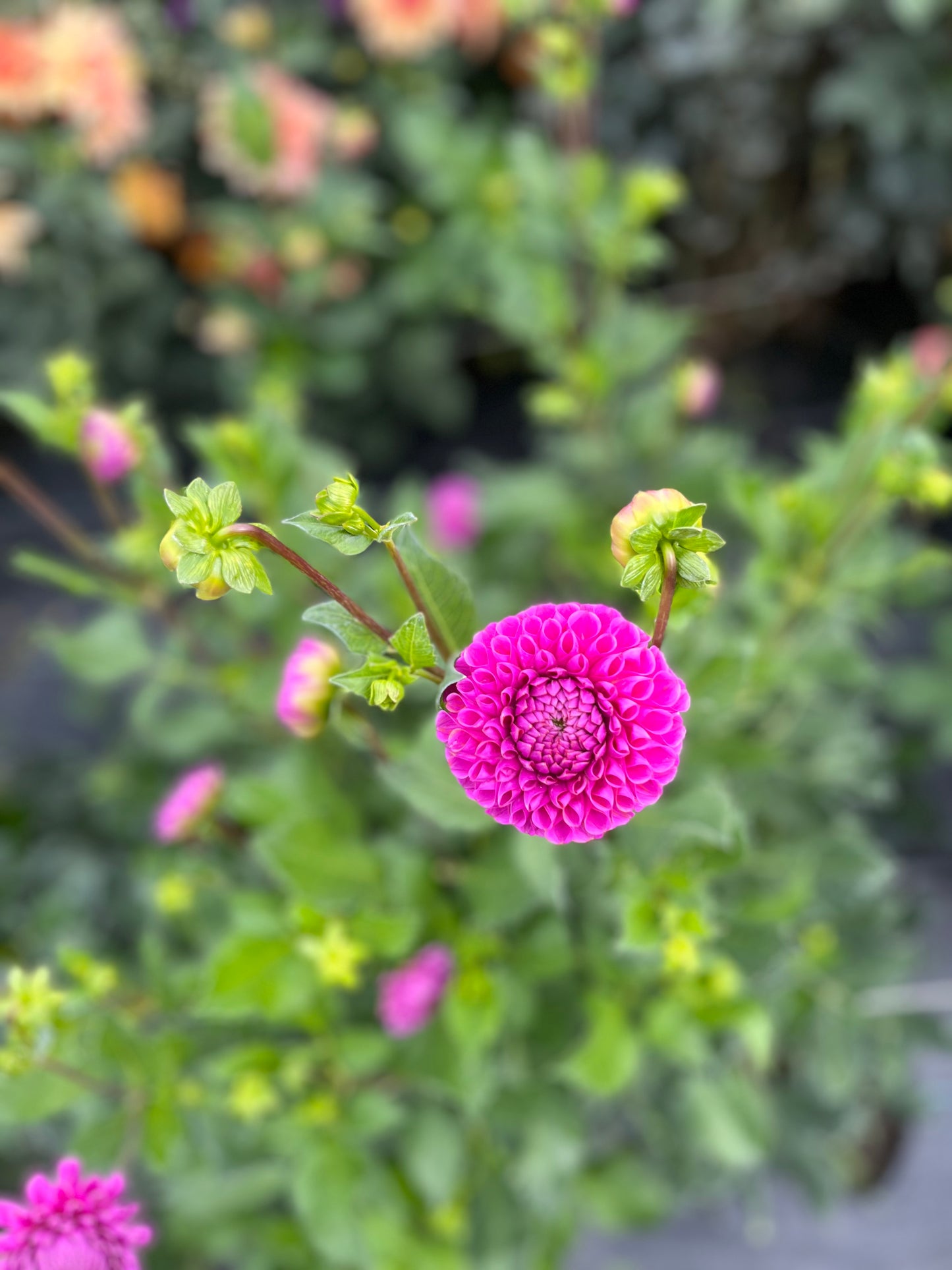 Isabel (Bulk Buy Bundle)