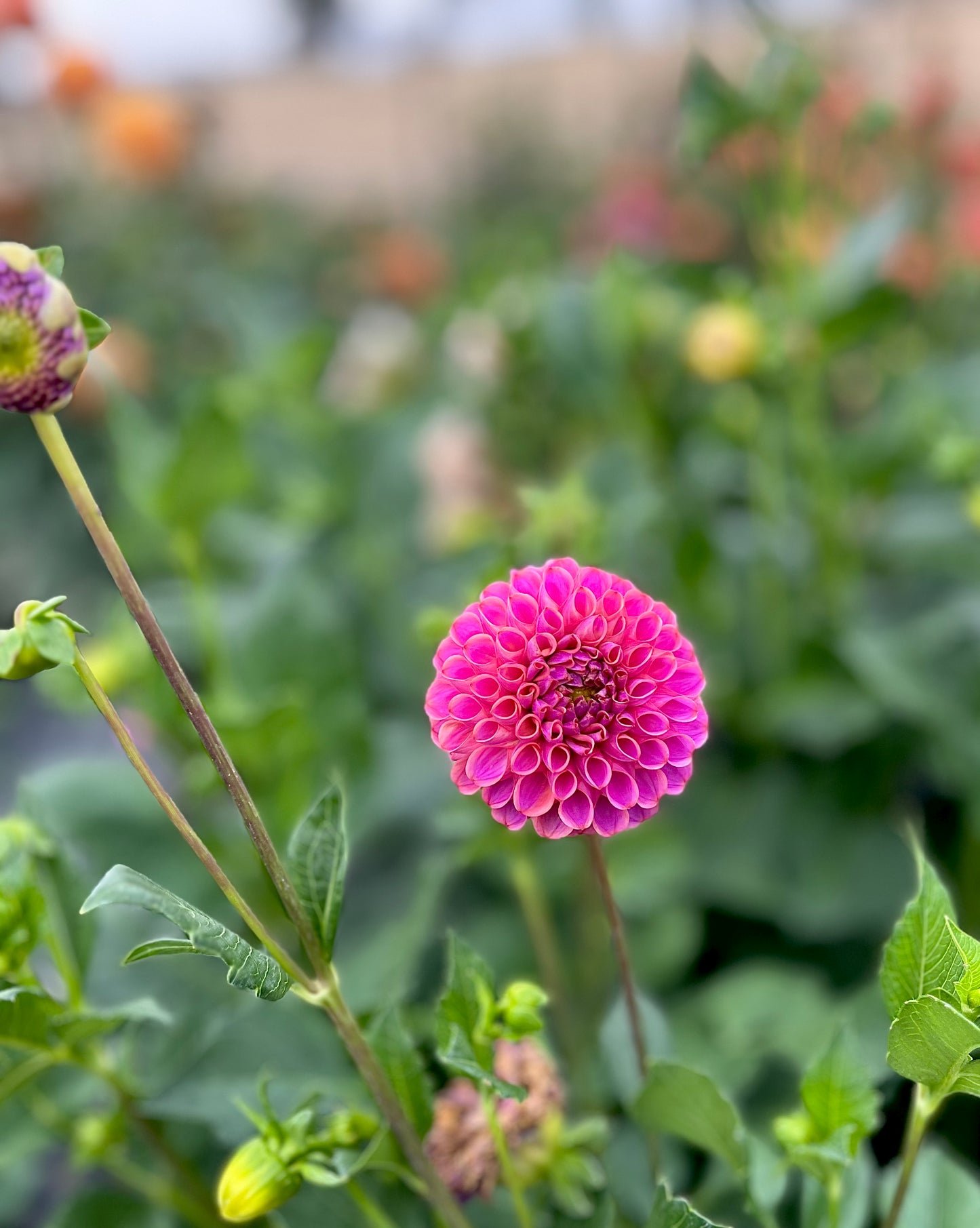 Caitlyn’s Joy (Bulk Buy Bundle)