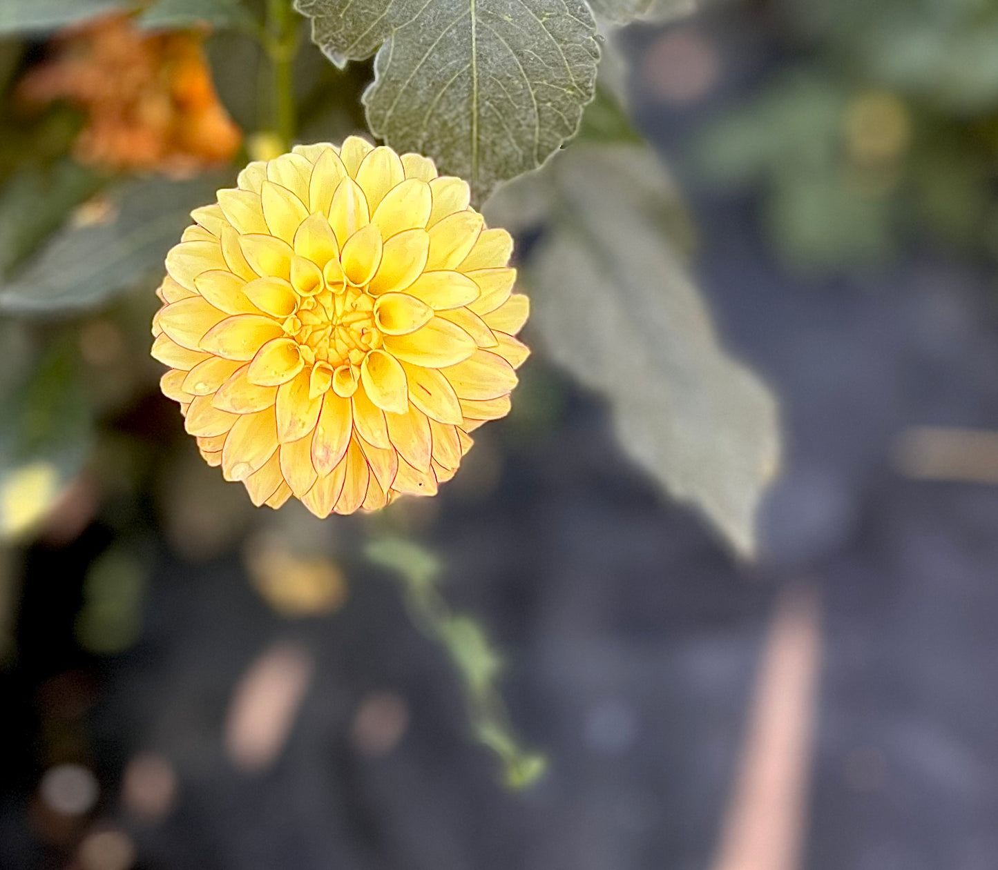 Verrone’s Taylor Swift